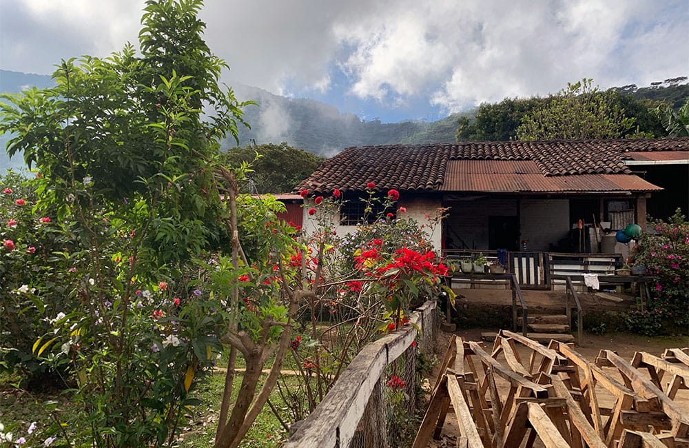 Photo of Café de la Finca Lombardía contra el cambio climático