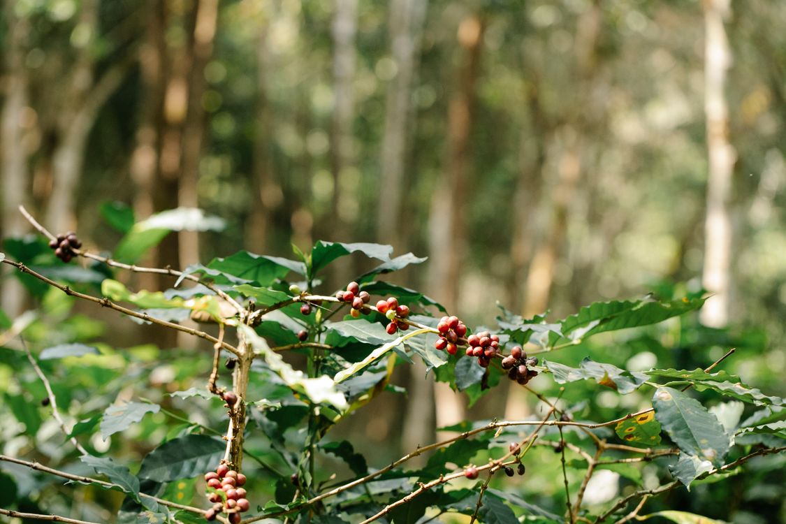 Planta de café variedad Borbón