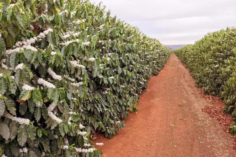 A unos 180 kilómetros al noroeste de Brasilia, en pleno corazón de Brasil, se encuentra Fazenda Bagagem