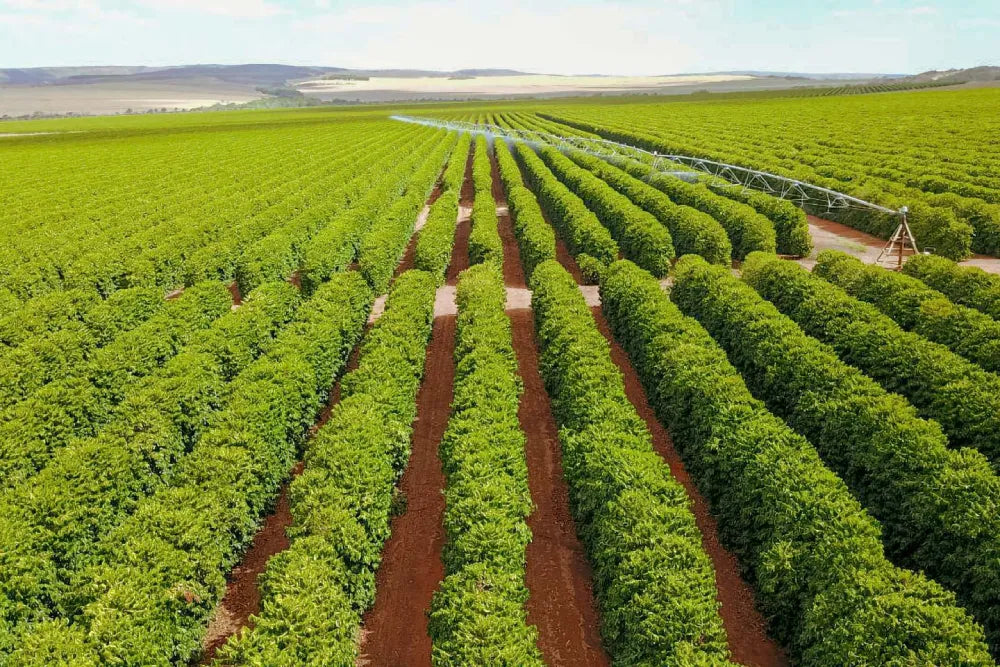 altitud de 1100 metros sobre el nivel del mar, un clima templado y abundante agua