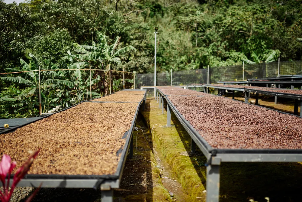 Café de Costa Rica: tradición, calidad y sabor único