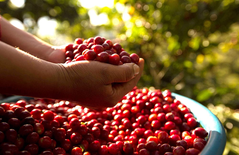 Café de Fraijanes de la finca La Nueva Montaña a 1.550 msnm.