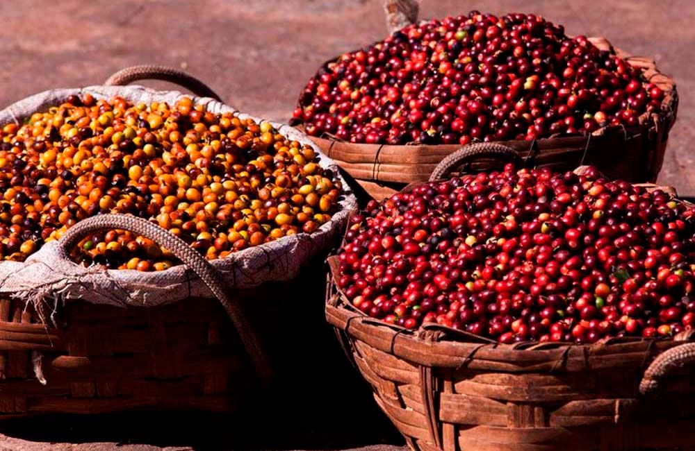 cestas con café de especialidad recién recoletado
