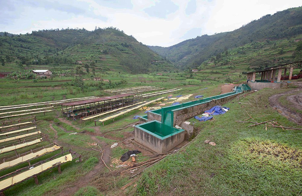 Silky and clean bourbon from Bushoki washing station in Ruanda 7