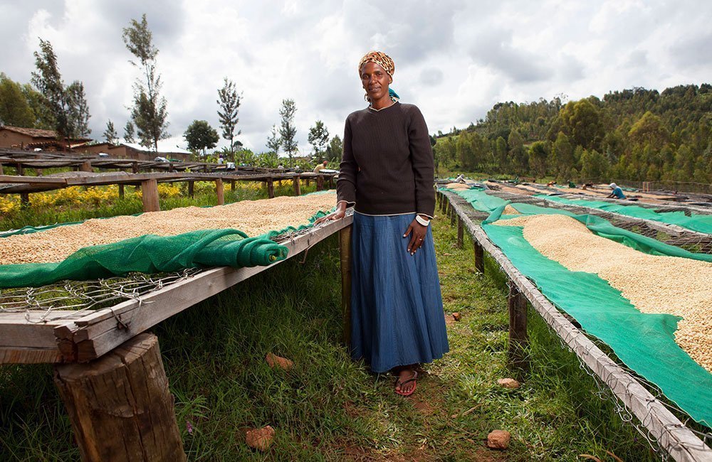 Run Mountain. Coffee on the slopes of Mount Huye in southern Rwanda. 