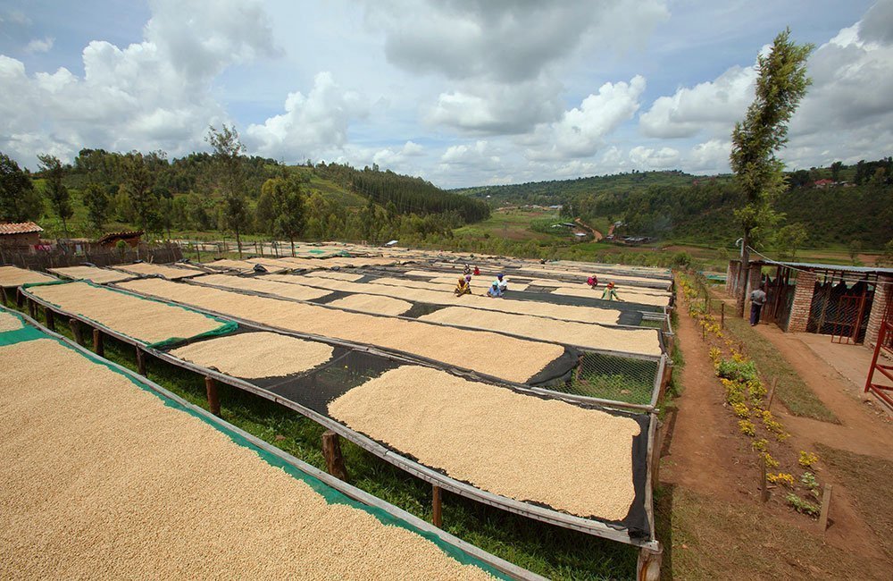 Huye Mountain. Café de la ladera del monte Huye al sur de Ruanda. 