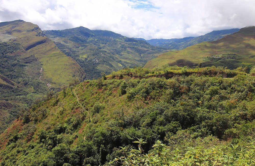 Café de Perú del productor Marcial Olivera. Vista de los cafetales