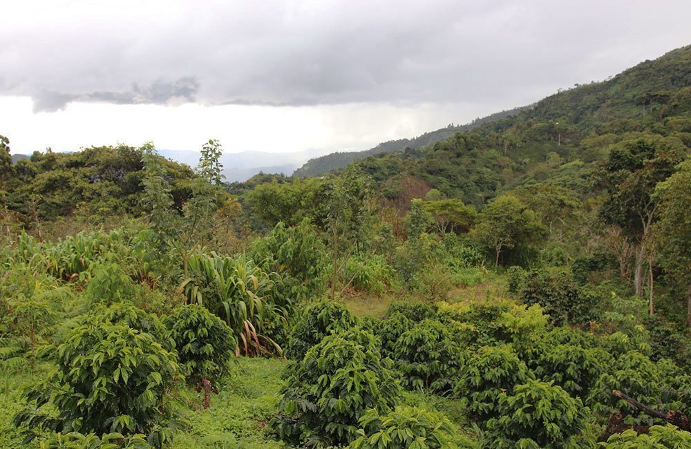 Peruvian coffee from producer Marcial Olivera. View of the village