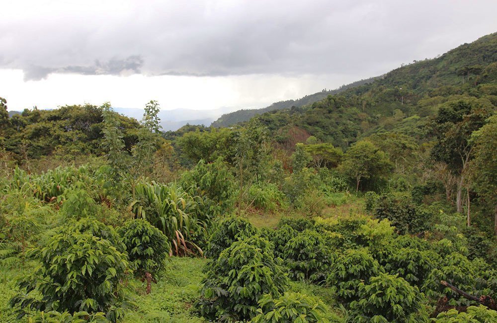 Café de Perú del productor Marcial Olivera. Vista de la plantación