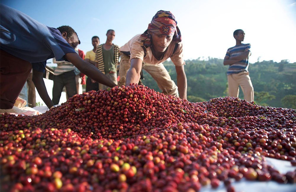 Shakisso from Ethiopia is the result of the Haile Gebre’s outstanding work