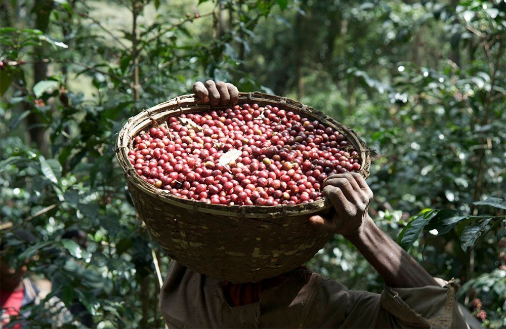 Shakisso from Ethiopia is the result of the Haile Gebre’s outstanding work