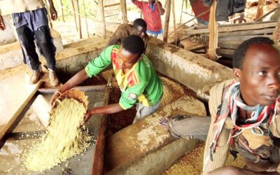 Bekele Lagey from the champagne region of coffee