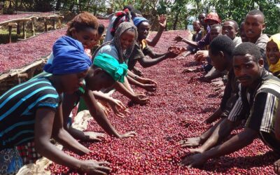 Great Ethiopian coffee thanks to the effort of Binitu Ambela’s smallholders