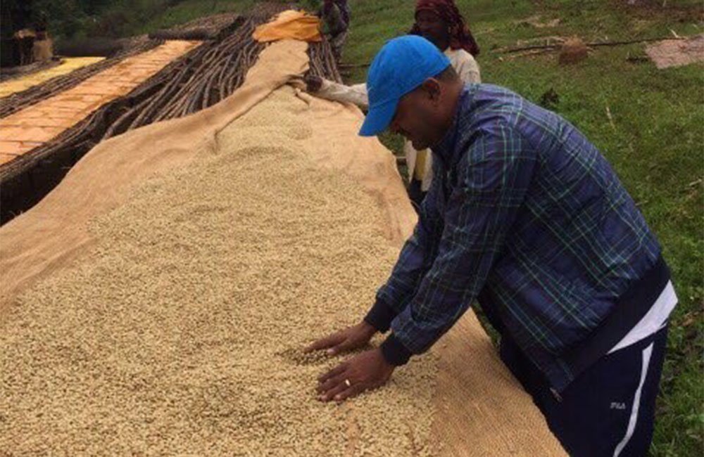 Great Ethiopian coffee thanks to the effort of Binitu Ambela´s smallholders