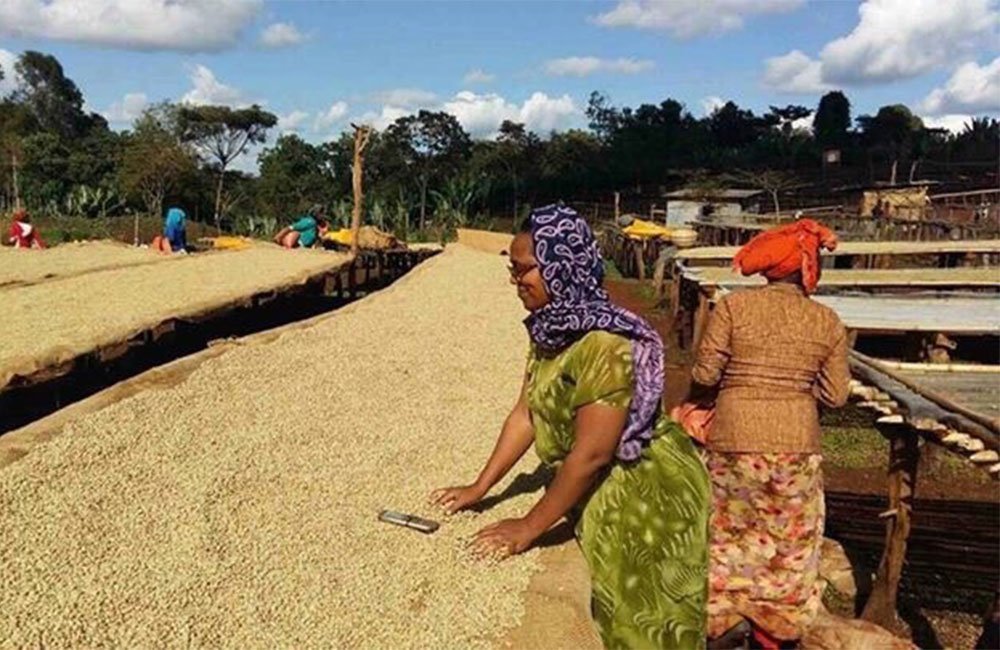 Gran café Etíope gracias al esfuerzo de pequeños productores de Ambela