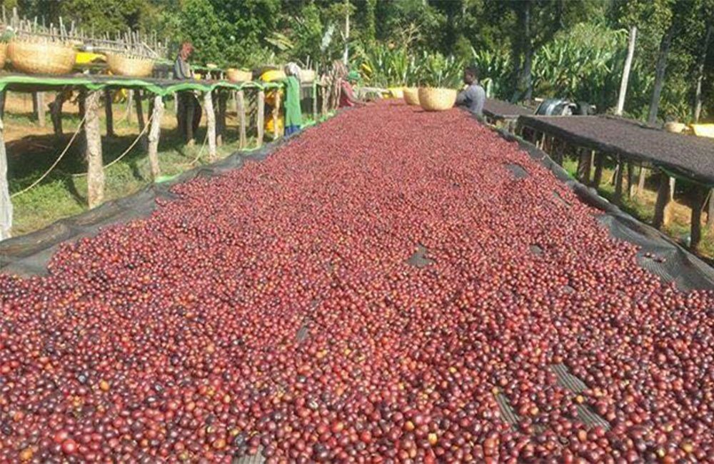 Great Ethiopian coffee thanks to the effort of Binitu Ambela´s smallholders