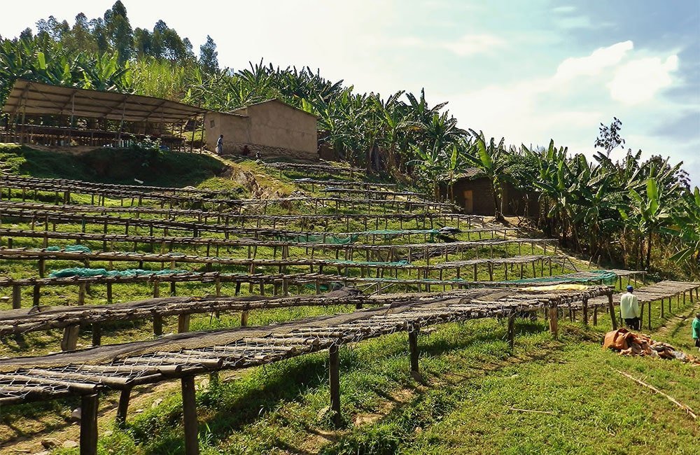 Café de especialidad limpio y floral de Ngororero en Ruanda. La estación de lavado Ngororero se encuentra prácticamente al lado de la muy reconocida Matyazo