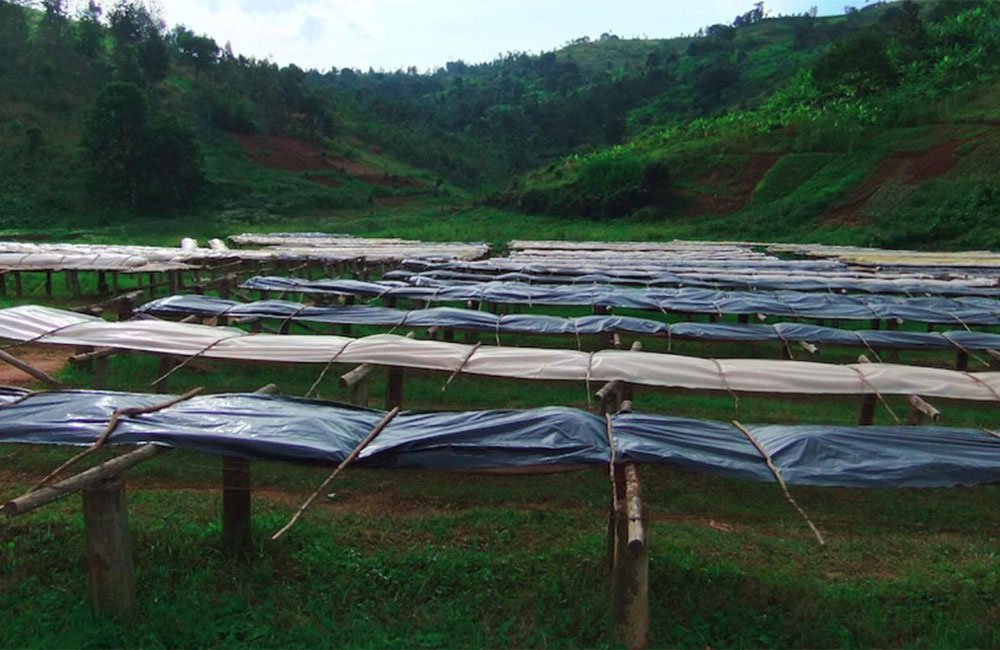 Burundi’s finest specialty coffee thanks to Ngogomo’s outstanding work