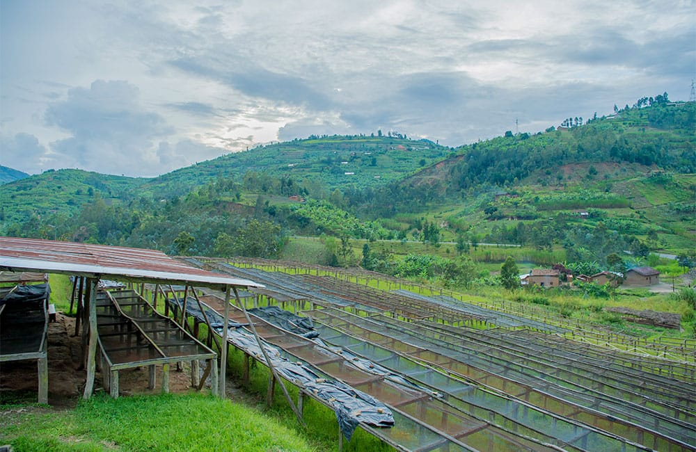 Camas africanas de secado en la estación de Ngororero