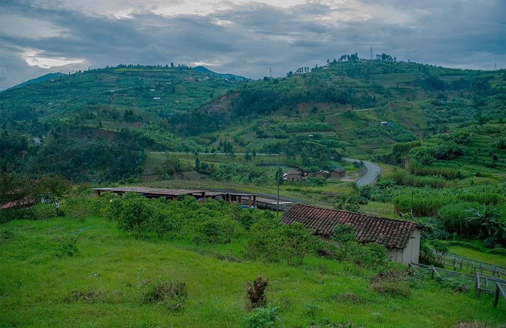 Clean and floral specialty coffee from Ngororero in Rwanda