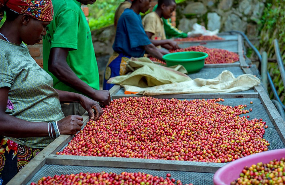 Cherries selection in Ngororero station