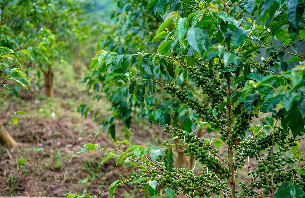 Ngororero Station Coffee Plant