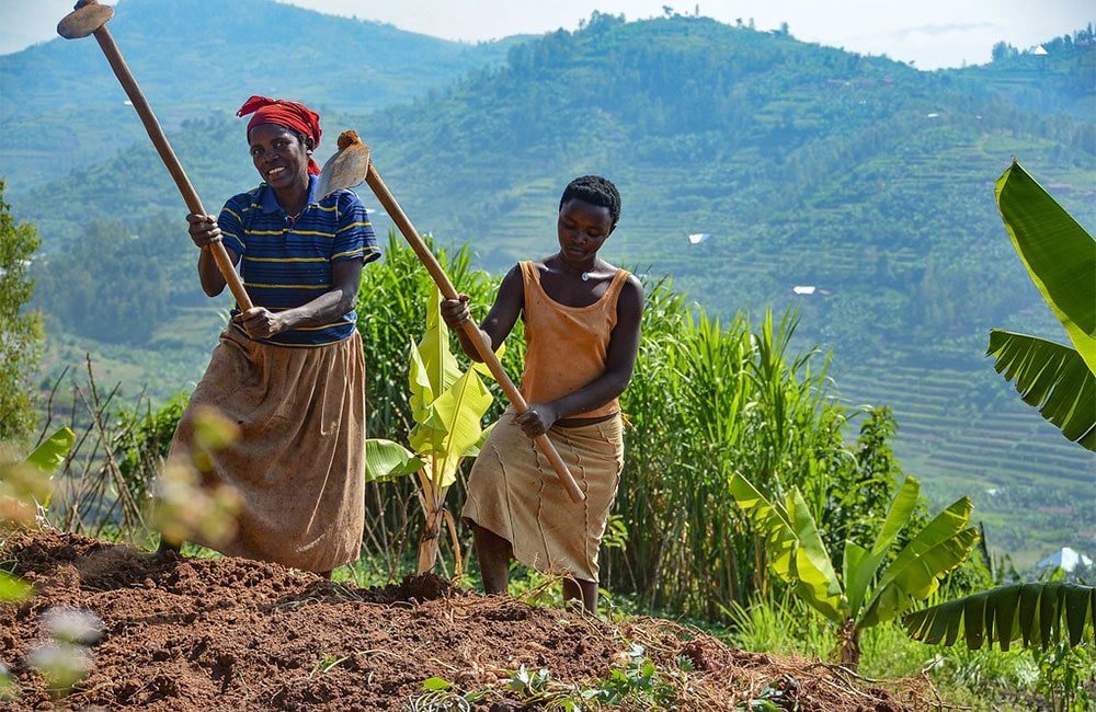 Ngororero Ruanda - Café de especialidad cosecha 2019 en nuestra tienda Online. Ngororero tiene estándares de calidad muy altos.