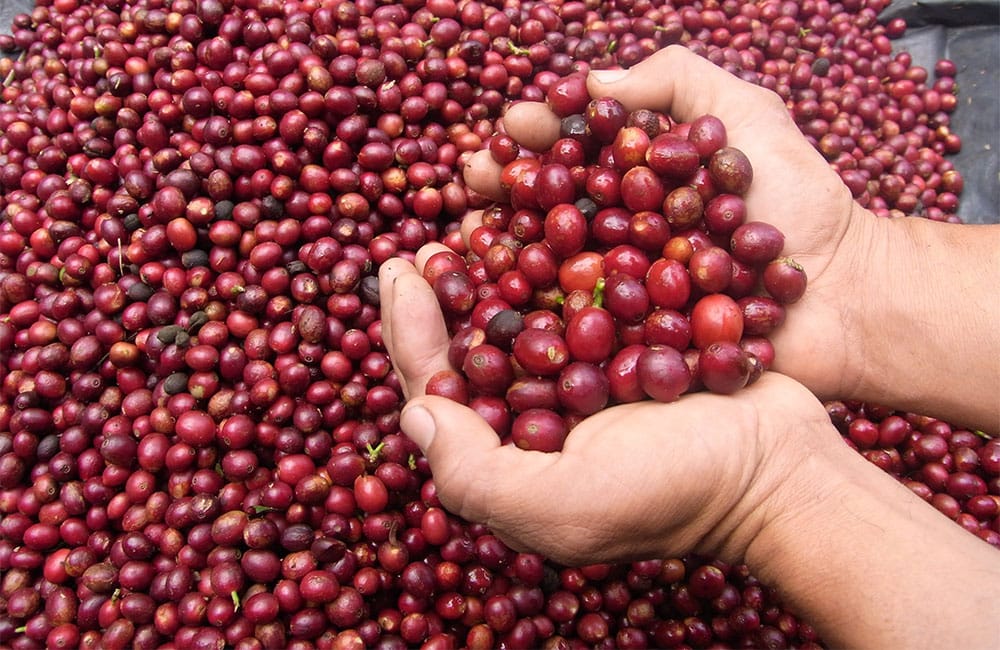 Qué es el café de finca y por qué lo deberías probar en 2020