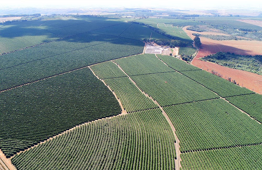 Specialty coffee from Sao Silvestre farm in Brazil