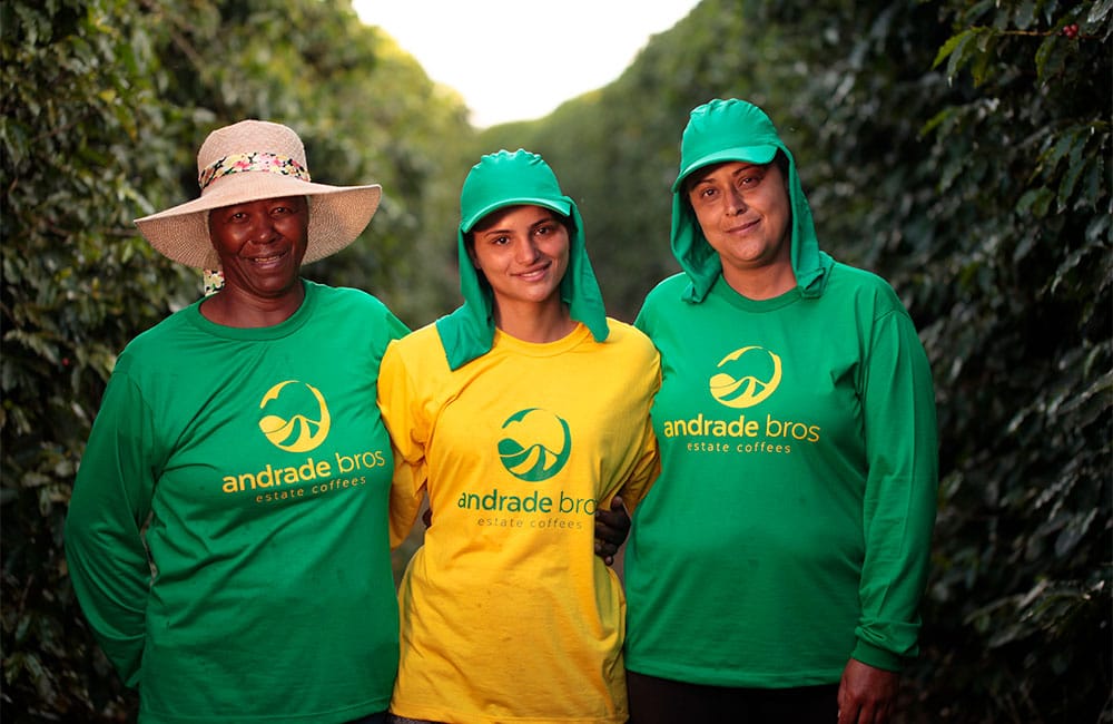 São Silvestre Brasil. Variedad Yellow Icatu Cosecha de 2019. Llamada así por sus dueños, los hermanos Andrade, debido a su belleza natural y buen clima.