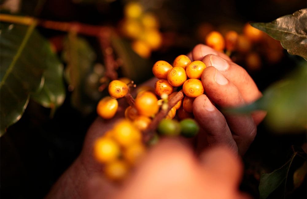 Specialty coffee from Sao Silvestre farm in Brazil. Variety Yellow Icatú Harvest 2021.
