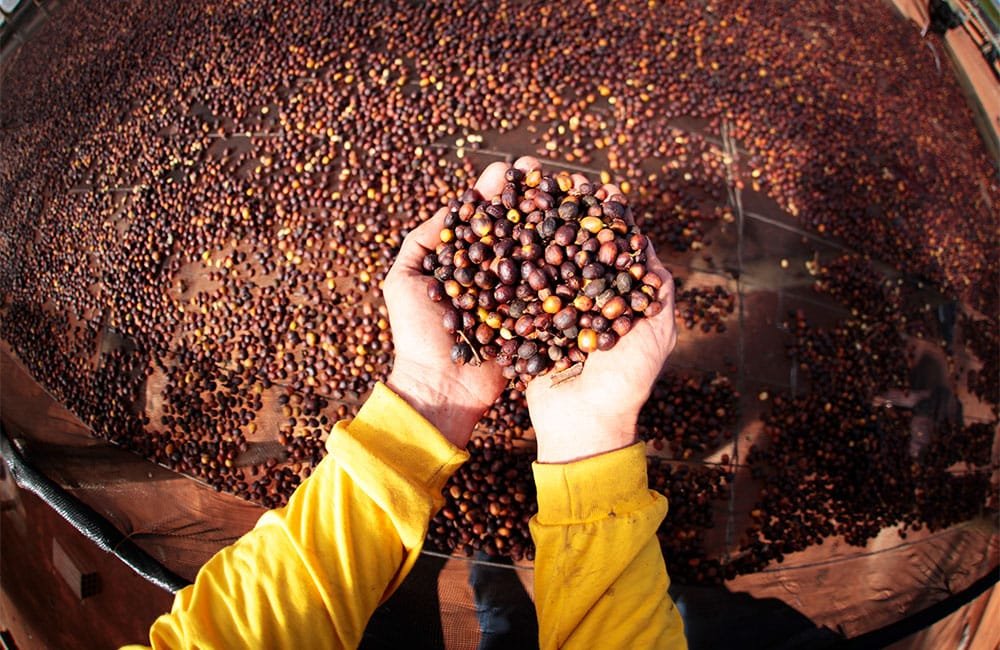 Specialty coffee from Sao Silvestre farm in Brazil. Variety Yellow Icatú Harvest 2021.