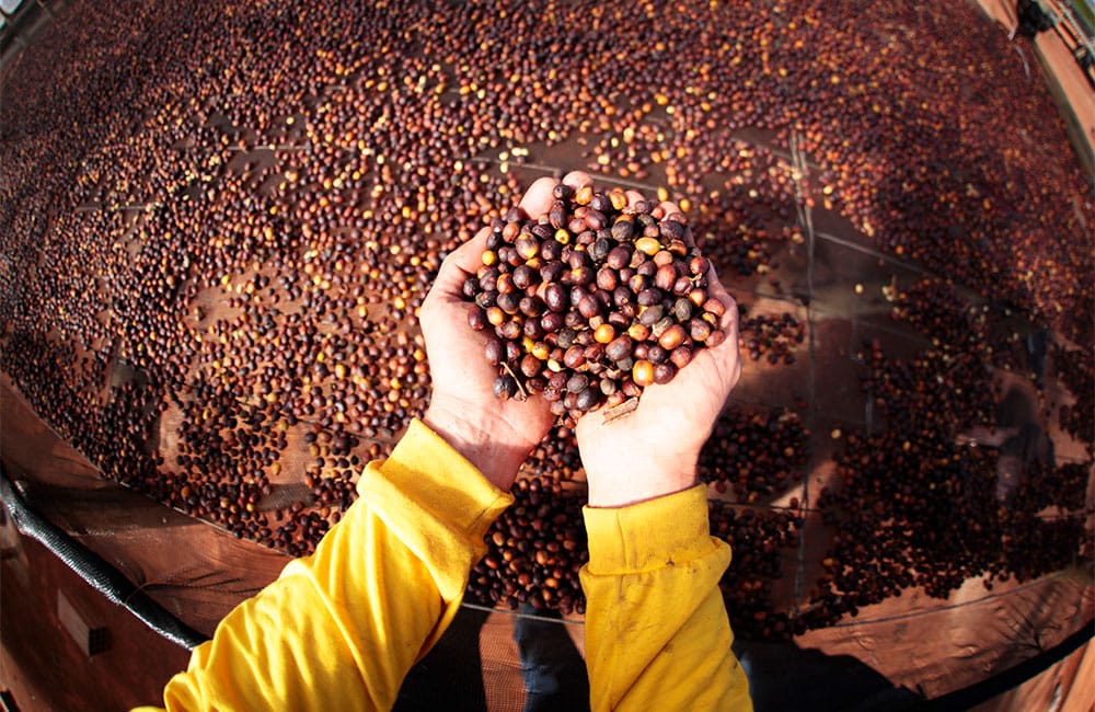 São Silvestre Brasil. Variedad Yellow Icatu Cosecha de 2019. Llamada así por sus dueños, los hermanos Andrade, debido a su belleza natural y buen clima.