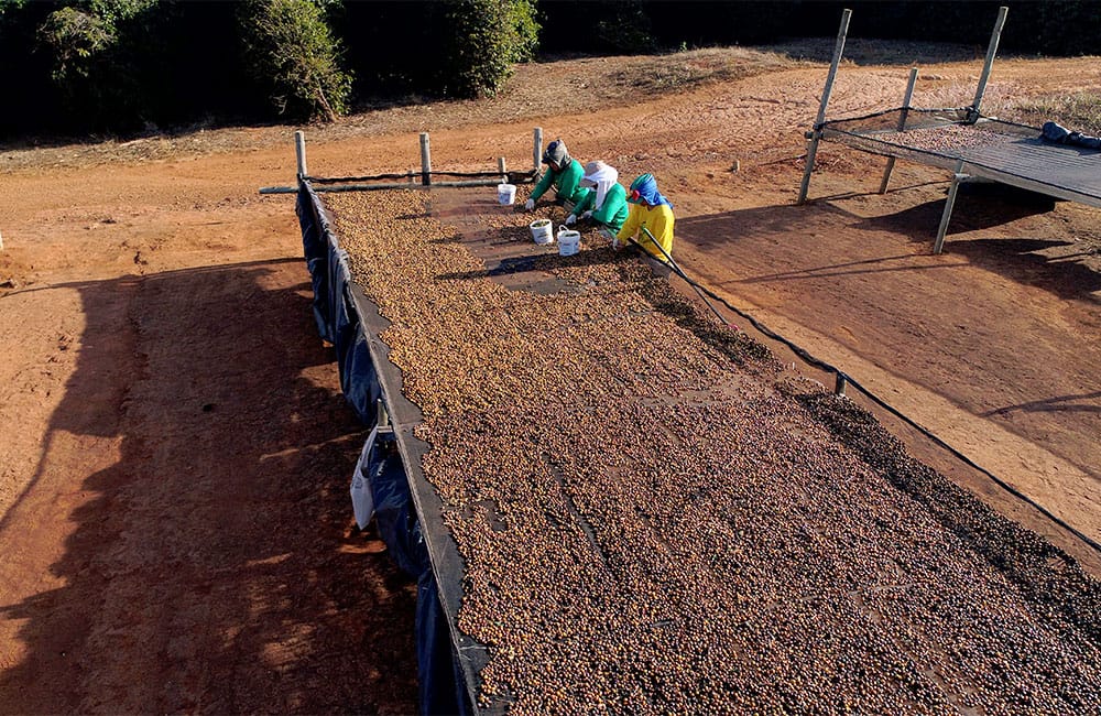 Specialty coffee from Sao Silvestre farm in Brazil