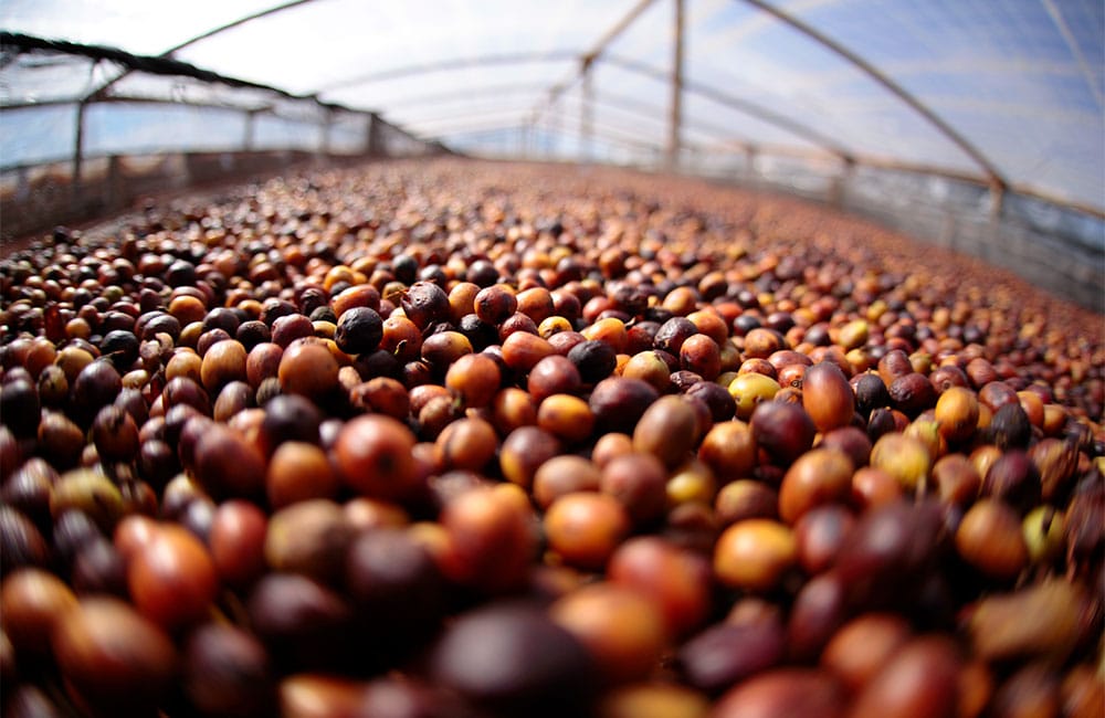 Café de especialidad de la finca São Silvestre en Brasil