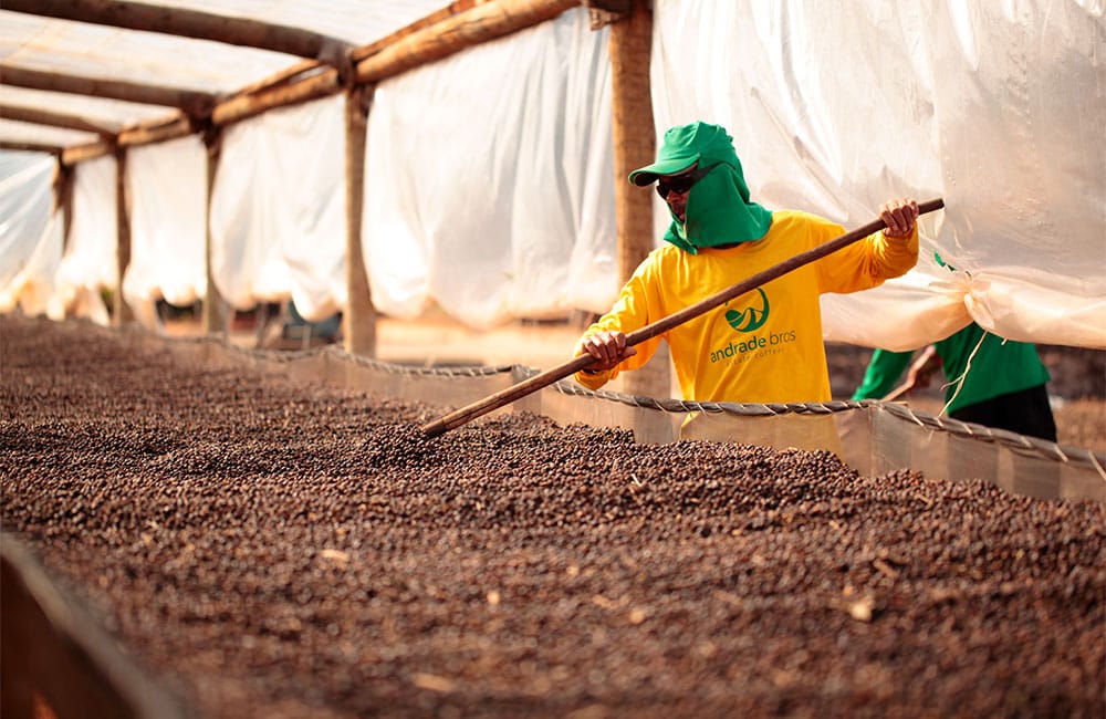 Specialty coffee from Sao Silvestre farm in Brazil