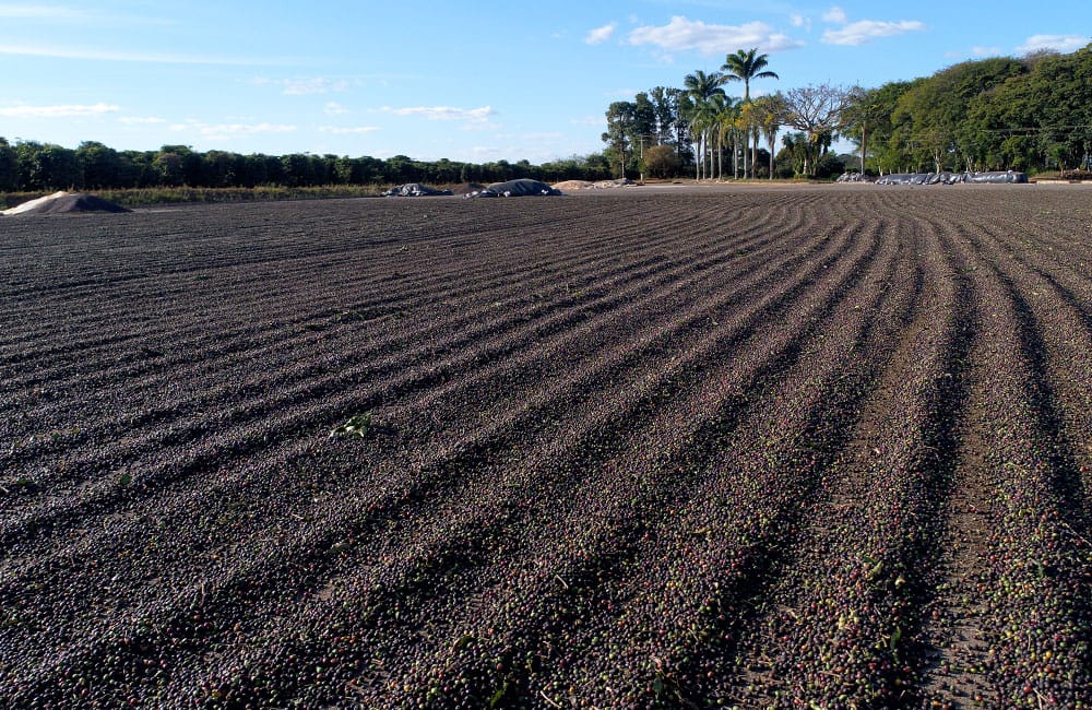 Specialty coffee from Sao Silvestre farm in Brazil. Variety Yellow Icatú Harvest 2021.