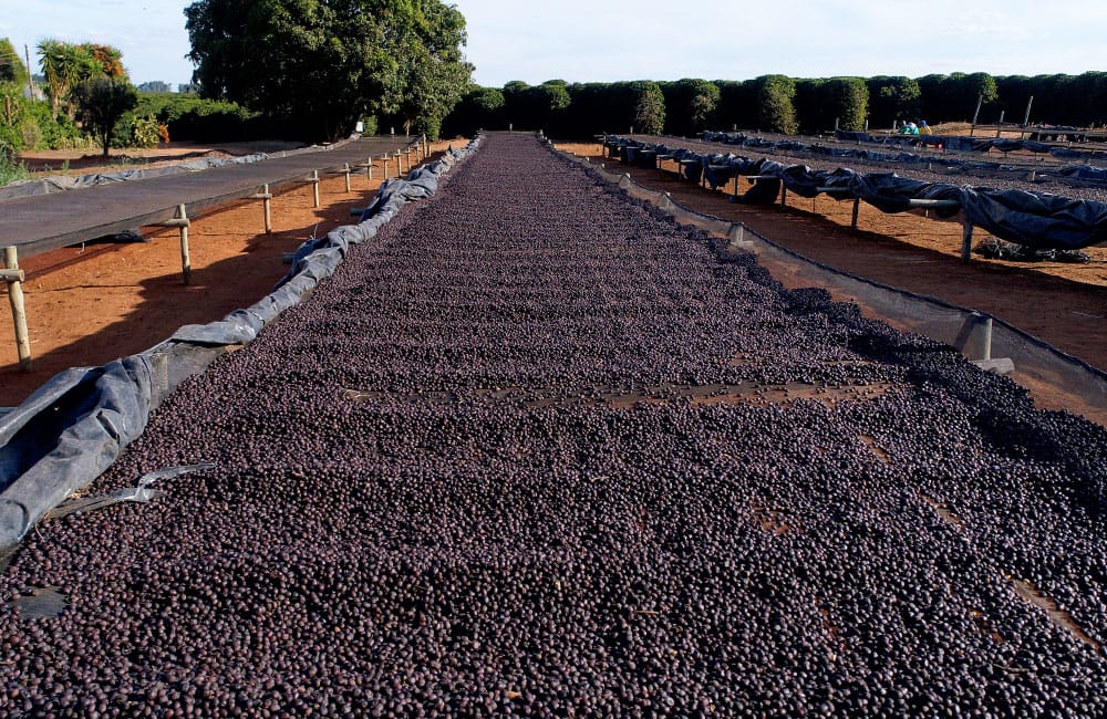 Specialty coffee from Sao Silvestre farm in Brazil. Variety Yellow Icatú Harvest 2021.