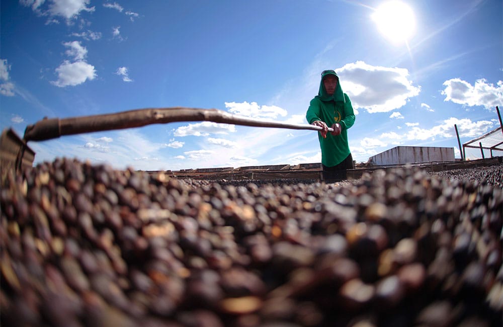 Specialty coffee from Sao Silvestre farm in Brazil