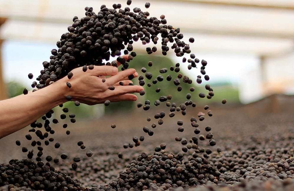 Specialty coffee from Sao Silvestre farm in Brazil