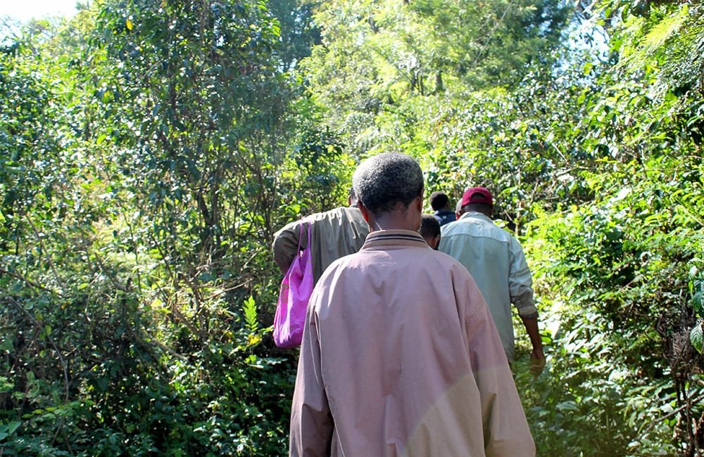 Banko Gothigi Etiopía cosecha 2020. Los agricultores seleccionan manualmente las cerezas y las entregan a la estación de lavado.