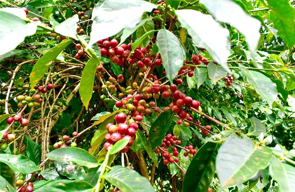 Banko Gothigi Ethiopia 2020 harvest from Yirgacheffe.