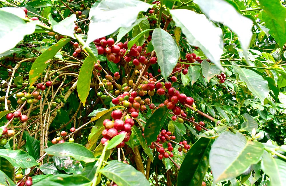 Banko Gothigi Etiopía cosecha 2020. Los agricultores seleccionan manualmente las cerezas y las entregan a la estación de lavado.