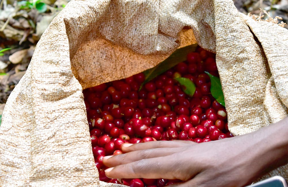 Banko Gothigi Ethiopia 2020 harvest from Yirgacheffe.