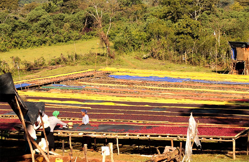 Banko Gothigi Etiopía cosecha 2020. Los agricultores seleccionan manualmente las cerezas y las entregan a la estación de lavado.