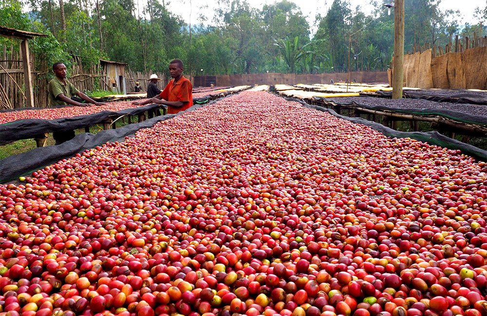 Chelichele Etiopía café de especialidad cosecha 2020