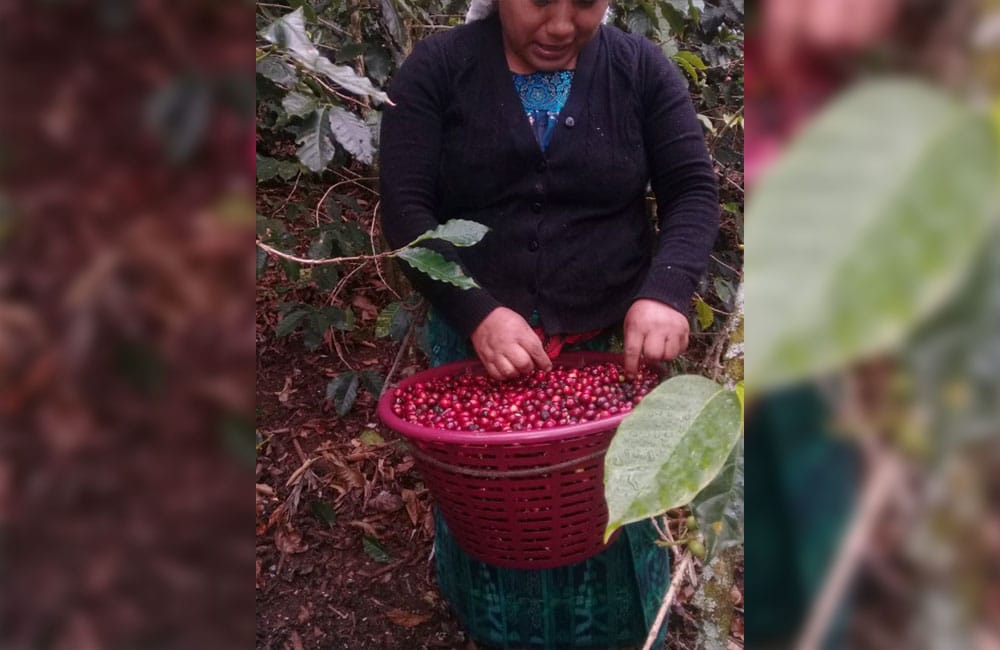 Chelichele Etiopía café de especialidad cosecha 2020