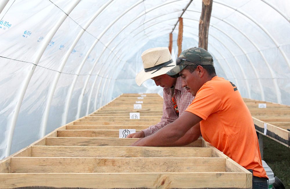 Specialty coffee from Finca Dayana in Honduras 2020 harvest