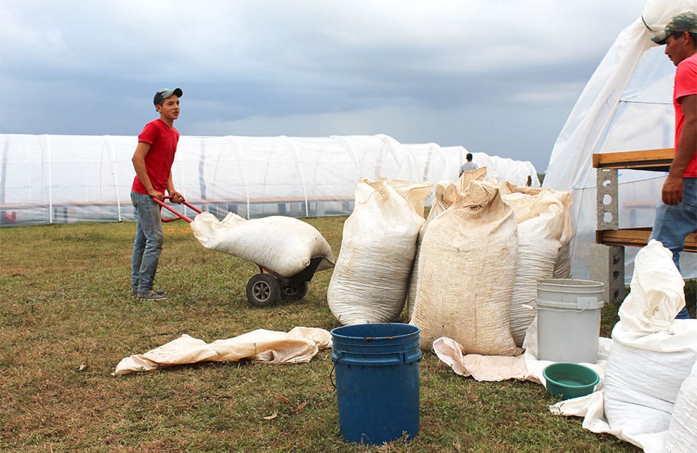 Specialty coffee from Finca Dayana in Honduras 2020 harvest