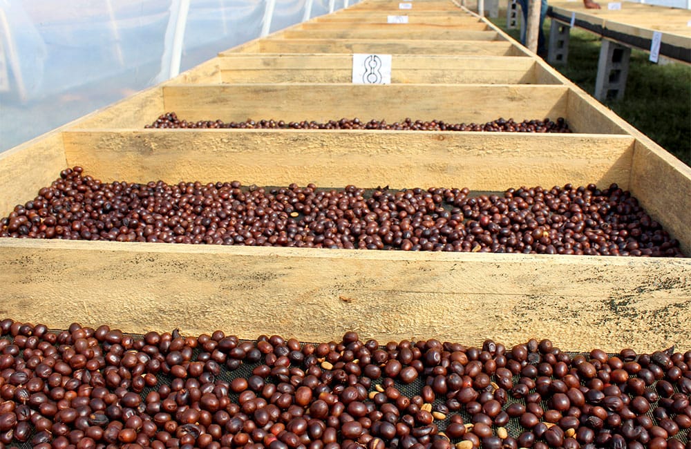 Specialty coffee from Finca Dayana in Honduras 2020 harvest